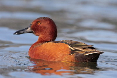 Cinnamon Teal