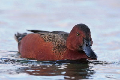 Cinnamon Teal