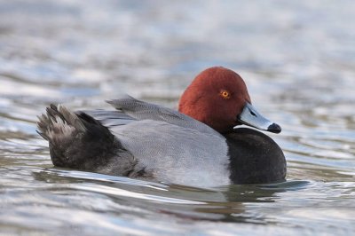 Redhead