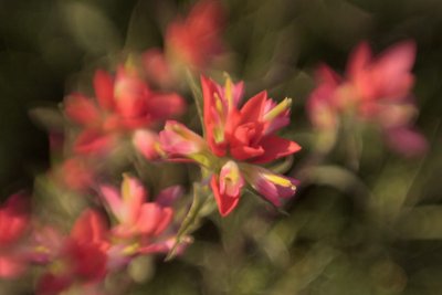 Indian Paintbrush