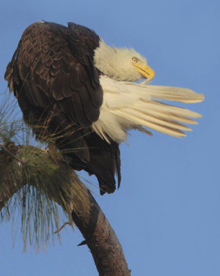 Bald Eagle Preening