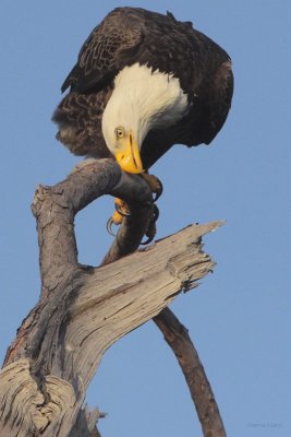 Bald Eagle Beak Cleaning