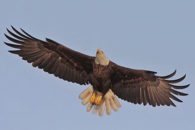 Bald Eagle flying to Perch