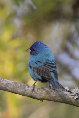 Indigo Bunting