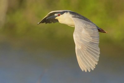 Black-crowned Night-Heron