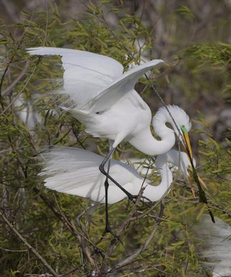 Great Egrets Building Nest
