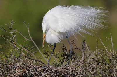 Great Egret Taking a Stretch Break from Sitting on Eggs