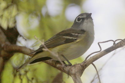 Blue-headed Vireo