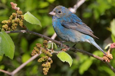 Indigo Bunting