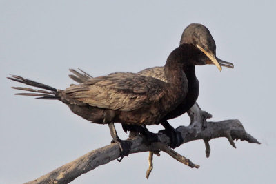 Neotropic Cormorants