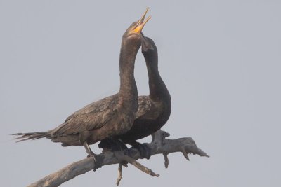 Neotropic Cormorants