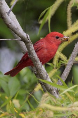 Summer Tanager Eating a Bee