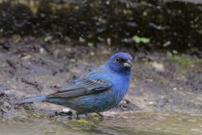 Indigo Bunting