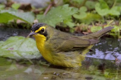 Kentucky Warbler