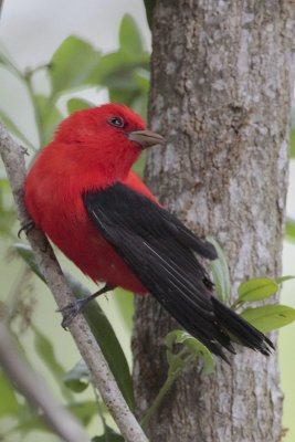 Scarlet Tanager Looking for Bugs