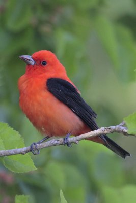 Scarlet Tanager