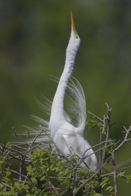 Great Egret Displaying