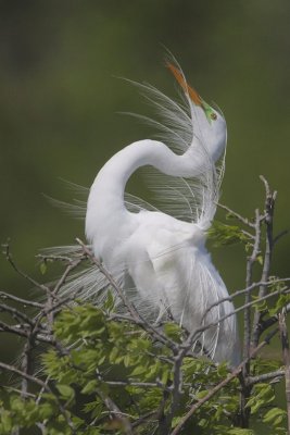 Great Egret Displaying