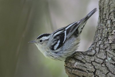 Black and white Warbler