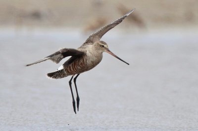 Hudsonian Godwit