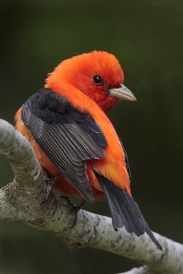 Tanagers