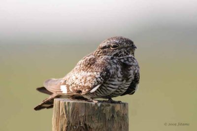 Common Nighthawk 