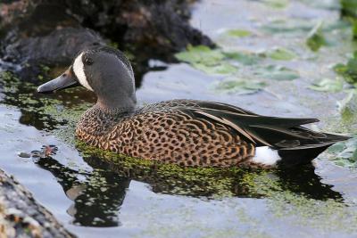 Blue-winged Teal 