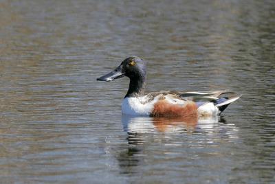 Northern shoveler