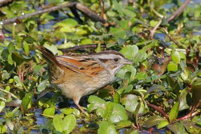 swamp sparrow