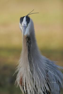 Great Blue Heron