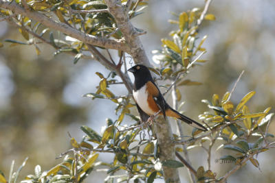 Eastern Towhee