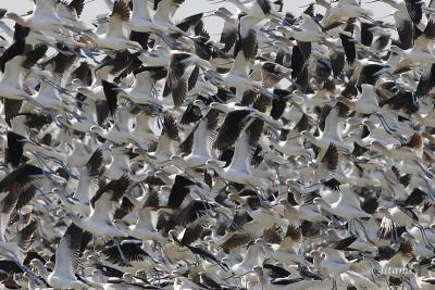 American Avocets in flight