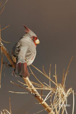 Pyrrhuloxia  
