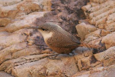 Canyon Wren 