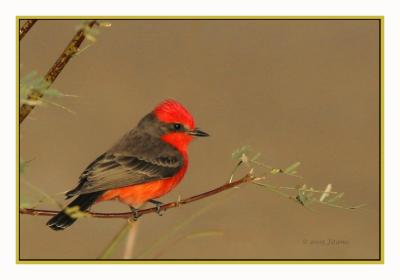 Vermillion flycatcher 