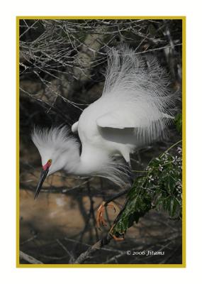 snowy egret