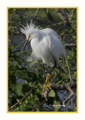 snowy egret