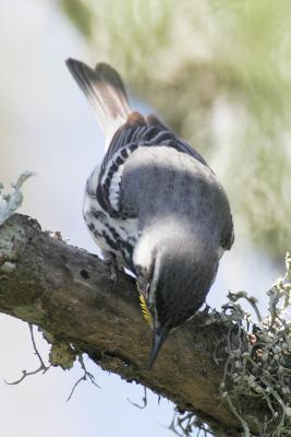 yellow-throated warbler