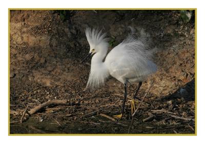 snowy egret looking for sticks 