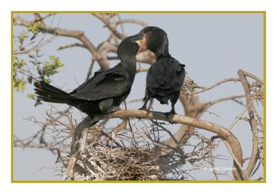 Feeding Raw00424wcf.jpg