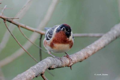 Bay-breasted warbler