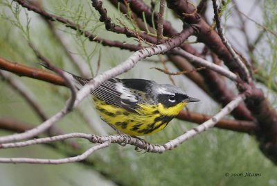 Magnolia warbler