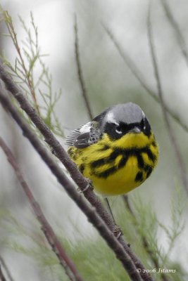 Magnolia warbler
