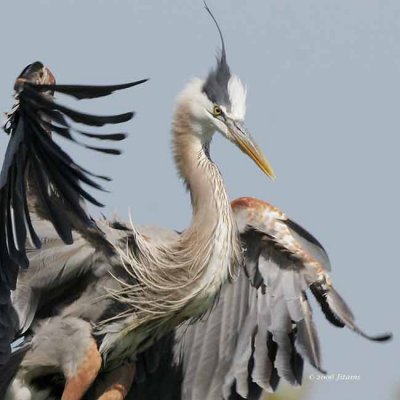 Great Blue Heron