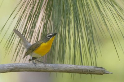 Yellow-breasted chat
