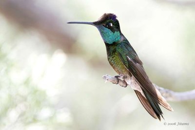 Magnificent Hummingbird