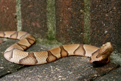 copperhead