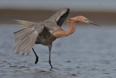 Reddish Egret