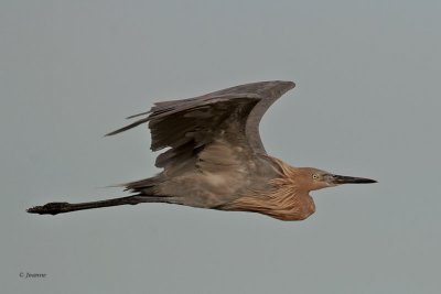 Reddish Egret