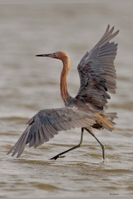 Reddish Egret